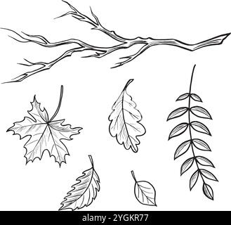 Various autumn leaves. Set sketches. Vector graphic line illustrations, hand drawn isolated. Black and white doodle of foliage. Forest plant, nature Stock Vector