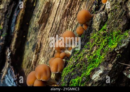 Psathyrella piluliformis Common Stump Brittlestem mushroom reddish-brown mushroom that grows steeply in groups, natural light. Stock Photo