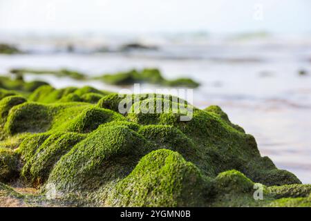 Rocks covered with green moss on a sea beach. Background for travel on a nature Stock Photo
