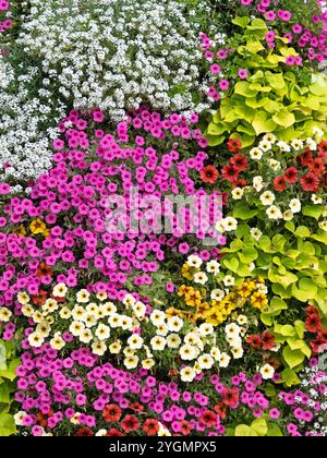 Aerial view of a flower bed with different summer flowers blooming in many colors Stock Photo