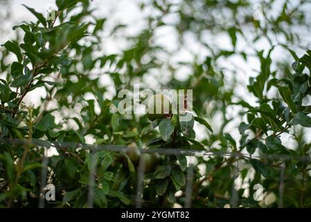 Pomegranate fruit on the tree in the garden. Selective focus Stock Photo