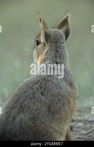 South America, Argentina, Rabbit in tierra del fuego national park ...