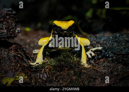 poison frog or dart frog with bright vivid colors Stock Photo