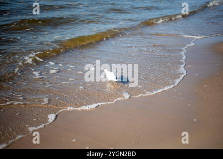 Seagulls soar above the Baltic Sea in Kolobrzeg, Poland, gracefully gliding over the waves and sandy beaches, capturing the essence of coastal life. Stock Photo