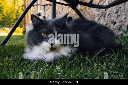 A day full of peace enjoyed by a charming cat girl.Lying down in the grass, the kitten looks into the camera with her charming green eyes and beautifu Stock Photo