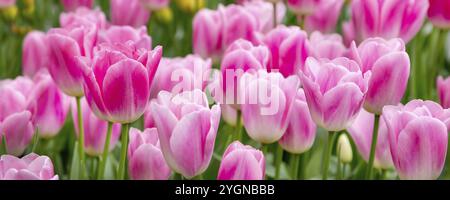 Close-up of pink tulips field flowerbed banner background Stock Photo