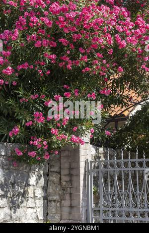 House fence and pink oleander flowers decoration in Montenegro on Adriatic sea Stock Photo