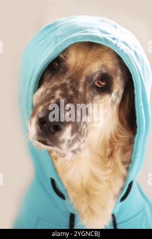 Funny big dog wearing bright blue hoodie sitting, face portrait close-up Stock Photo