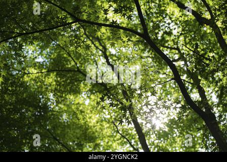 Sun shines through the canopy of fan maple (Acer palmatum) in autumn, which is called Momiji in Japan. The 150-metre-long Momiji corridor in Fujikawag Stock Photo