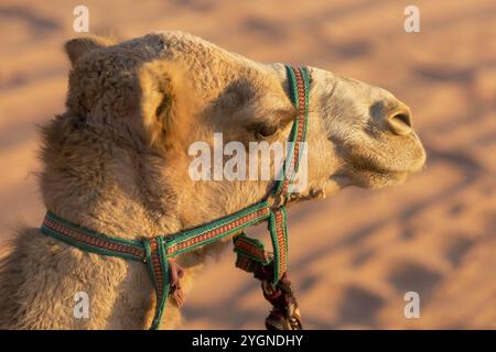 Portrait of a camel head close-up against desert sand background Stock Photo