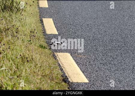 yellow broken roadside markings and cats eye on the side of the road, county donegal, republic of ireland Stock Photo