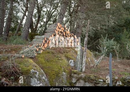 A neatly stacked pile of freshly cut firewood logs lies outdoors in a natural forest setting, surrounded by trees and moss-covered rocks Stock Photo