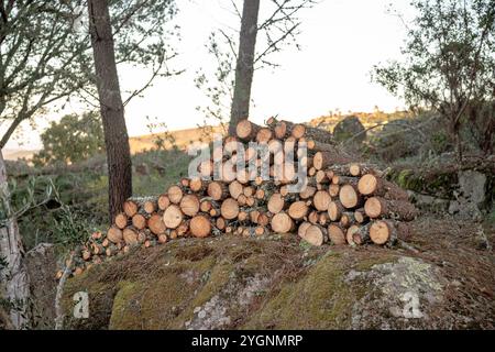 A neatly stacked pile of freshly cut firewood logs lies outdoors in a natural forest setting, surrounded by trees and moss-covered rocks Stock Photo