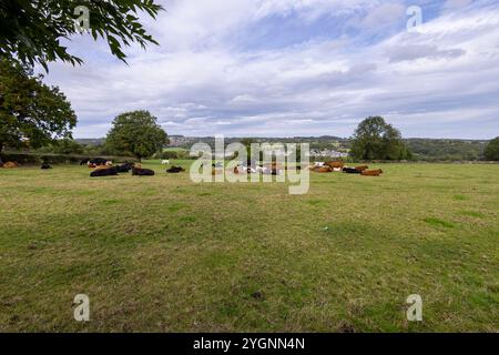 A beautiful country side photo showing a herd of cows some sitting down and some standing in a farmers field, taken on a sunny summers day in the summ Stock Photo