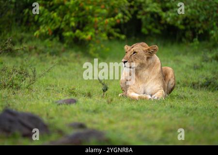 Lioness lies on short grass by bushes Stock Photo