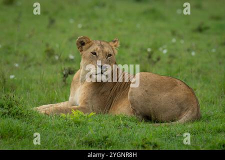 Lioness lies on short grass turning head Stock Photo