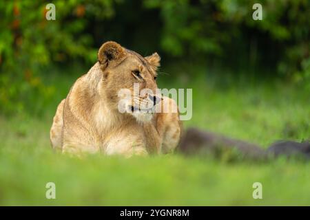 Lioness lies on short grass cocking head Stock Photo