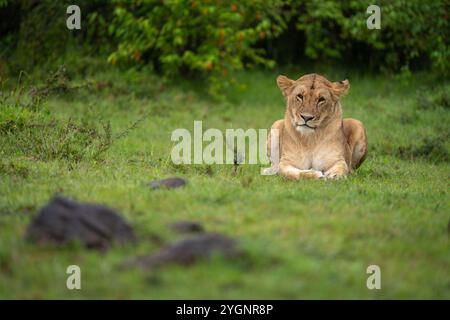 Lioness lies on short grass near bushes Stock Photo