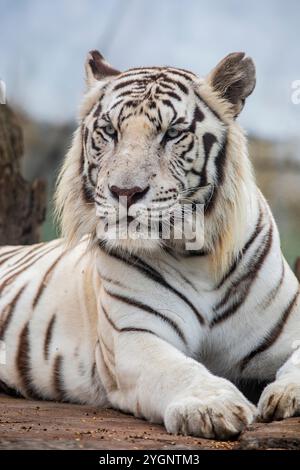 The white tiger is a pigmentation variant of the Bengal tiger.  Such a tiger has the black stripes typical of the Bengal tiger Stock Photo