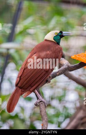 Greater bird-of-paradise (Paradisaea apoda Stock Photo - Alamy