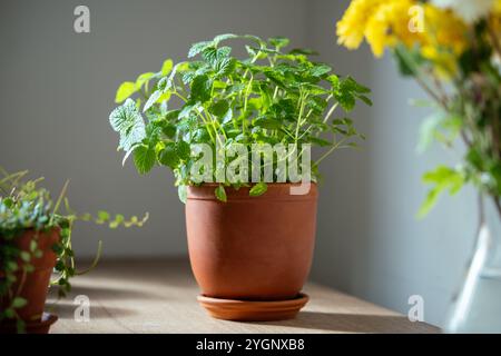 Melissa plant in terracotta pot on table. Growing aromatic fresh mint, lemon balm herbs at home Stock Photo