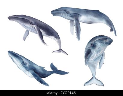 Watercolor whale illustration isolated on white background. Hand ...