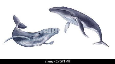 Set of whales. Watercolor hand drawn illustration isolated on white ...