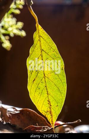 Avocado leaf - Kampala Uganda Stock Photo