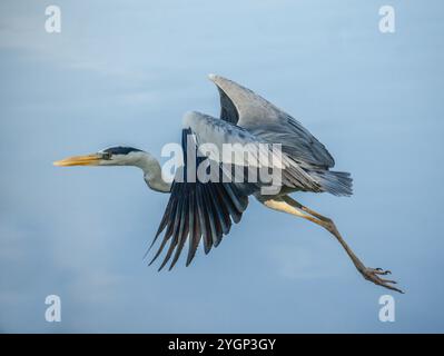 A grey heron flying over Jurong Lake in the western of Singapore. Stock Photo