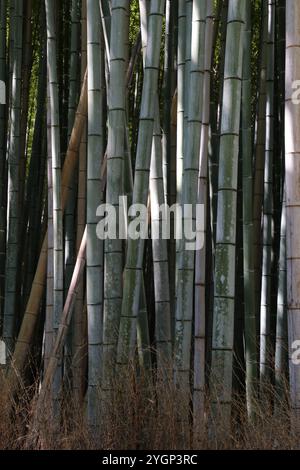Close up of the trees in the bamboo forest at Arashiyama Stock Photo