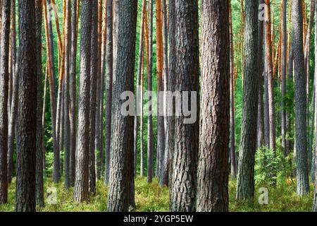 Pine forests in the Czech Republic. Stock Photo