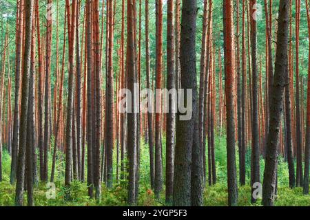 Pine forests in the Czech Republic. Stock Photo