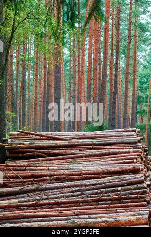 Pine forests in the Czech Republic. Stock Photo