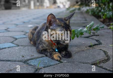 A tortoiseshell cat with orange eyes lies on the sidewalk in a collar with a bell. The cat's attentive gaze and natural background create a calm outdo Stock Photo