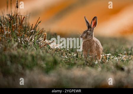 Harvest Hare sat in a freshly cut field. Sat amongst the grass and wheat with an afternoon sunlight backdrop. His tongue is sticking out. Stock Photo