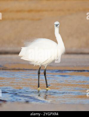 Little Egret (Egretta garzetta). A heron feeding at the mouth of a stream near the sea. You can see the feathers raised by the wind. Stock Photo