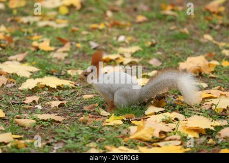 Beautiful cute red squirrel sitting on the grass with yellow leaves in autumn park Stock Photo