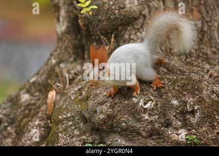 Beautiful cute red squirrel sitting on the tree in autumn park Stock Photo