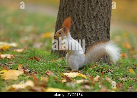 Beautiful cute red squirrel sitting on the grass with yellow leaves in autumn park Stock Photo