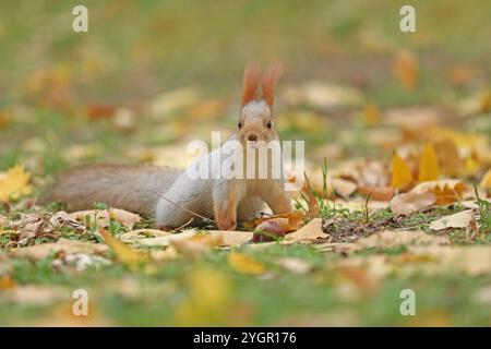 Beautiful cute red squirrel sitting on the grass with yellow leaves in autumn park Stock Photo