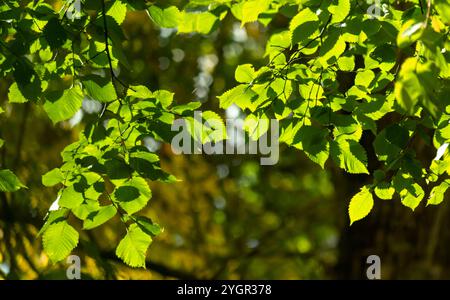 Fresh green leaves, with the sun breaking through the foliage with its warm rays Stock Photo