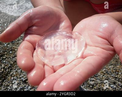 Gentle Touch: Holding a Delicate Jellyfish in the Palm. Selective sharpening Stock Photo