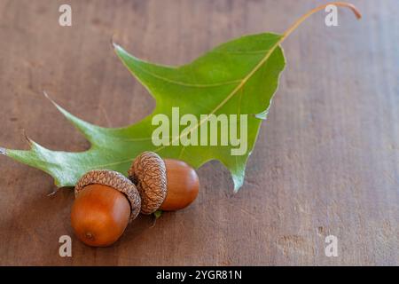 Two acorns on a wooden surface with a green oak tree leaf Stock Photo