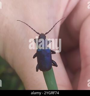 Violet tanbark beetle (Callidium violaceum) Stock Photo