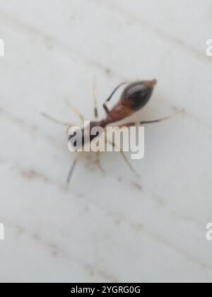 Slender Ant-mimic Jumping Spider (Synemosyna formica) Stock Photo