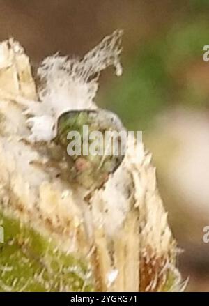 Green Cone-headed Planthopper (Acanalonia conica) Stock Photo