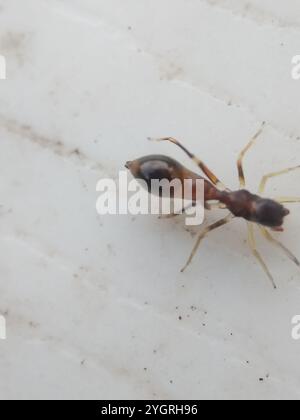 Slender Ant-mimic Jumping Spider (Synemosyna formica) Stock Photo