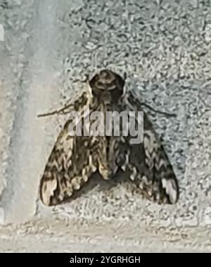 Hagen's Sphinx (Ceratomia hageni) Stock Photo