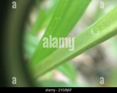 eastern rough sedge (Carex scabrata) Stock Photo