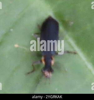 Soldier Beetle (Podabrus rugosulus Stock Photo - Alamy